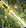 Card gold black level3 small earth sword.png
