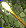 Card gold black level2 small earth wand.png