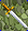 Card gold black level1 small earth sword.png