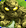 Card pet small stone golem.png