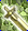 Card gold black level7 small earth sword.png