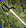 Card gold black level2 small earth sword.png