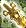 Card gold black level8 small earth sword.png